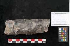 Foto (Objekt + Etikett) von Calamites communis Ettingshausen (NHMW-GEO-2024-0188-10963)